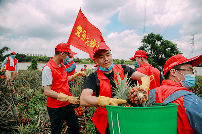 党员助农增收  “承包”凤梨1000斤.jpg